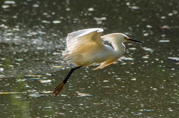 belas aves do Brasil.