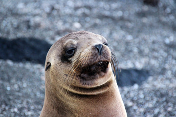 Fototapeta premium Wilde Seelöwen auf den Galapagos Inseln