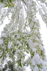 A willow covered with snow in spring © E-lona