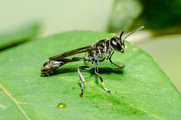 maravilhoso e misterioso mundo macro