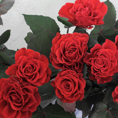 Flowers. Roses. A bouquet of red roses. Close-up