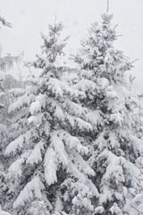 A coniferous forest covered with snow