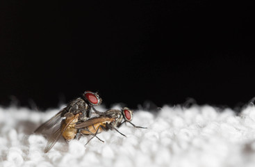 fly