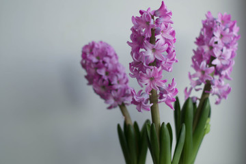 Hyacinth 3
