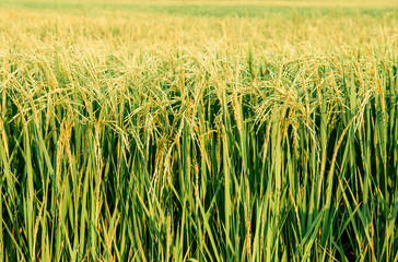 Detial of tropical green rice field in Koh Tepo, Uthaithani, Thailand