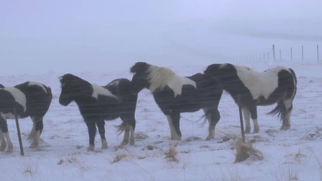 Typical Icelandic hairy horse grazing in snow blizzard. Iceland breed horse in wintertime in hard conditions snowy freezing winter at Iceland.