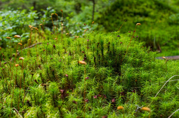 Forest plant. Wild forest moss. Moss in the mountains.