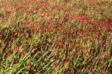 Rice field. After the autumn harvest, red clover, is one of the herbs resistant to the winter...
