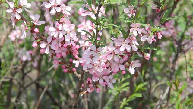 A honey bee fly among the pink blossoms of a barberry in an orchard, pollinating the flowers as it seeks for neсtar
