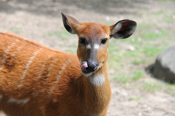 Antilope beim Naseputzen