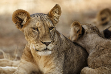 Lazy lion resting in Samburu National Park in the north of Kenya