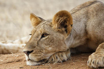 Lazy lion resting in Samburu National Park in the north of Kenya