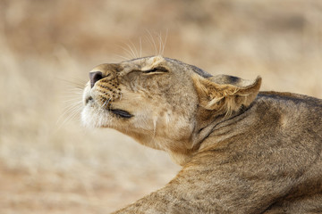 Lazy lion resting in Samburu National Park in the north of Kenya