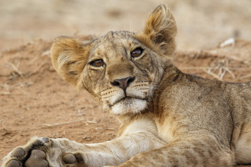 Lazy lion resting in Samburu National Park in the north of Kenya