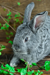 Grey Bunny Rabbit On Wooden Background Among Green Branches, The Concept Of Spring And Easter