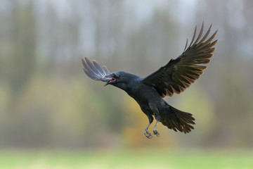 In flight/Common Raven