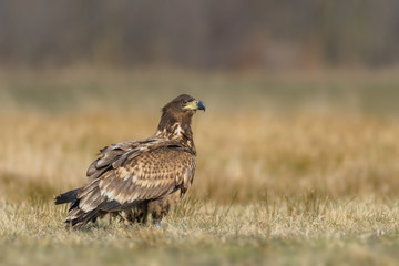Naklejka na ściany i meble Patrolling the meadow in the sun/White-tailed Eagle