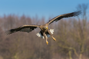 Fly over the pond in the morning/White-tailed Eagle	