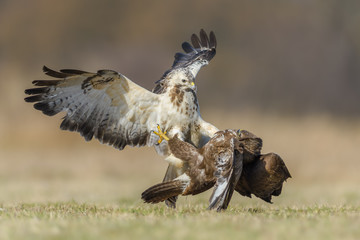 Fight in the meadow/Common Buzzard	