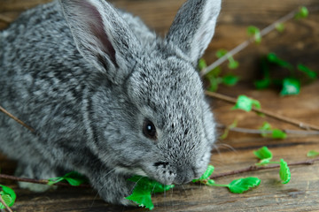 Grey Bunny Rabbit On Wooden Background Among Green Branches, The Concept Of Spring And Easter