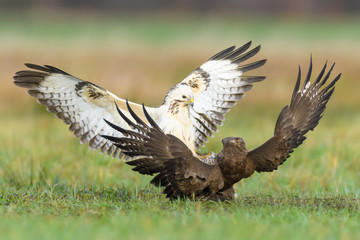 Fight in the meadow/Common Buzzard	