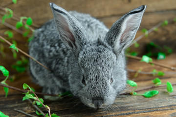 Grey Bunny Rabbit On Wooden Background Among Green Branches, The Concept Of Spring And Easter