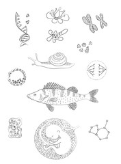 Biological image. Flower, cell, chromosomes, perch fish, molecule, amoeba, human embrio. Vector illustration.