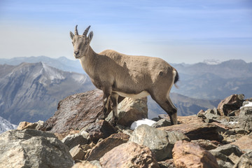 Young Alpine Ibex (mountain goat) on the rocks in the meadows, Mount Blanc, France