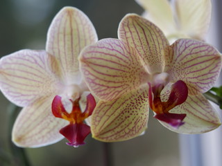 Blume Natur Orchidee
