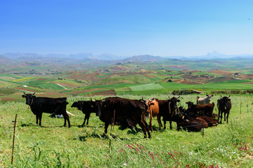 landscape of Sicily