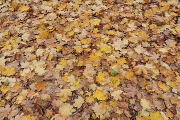 Colourful maple leaves on a ground in autumn © E-lona