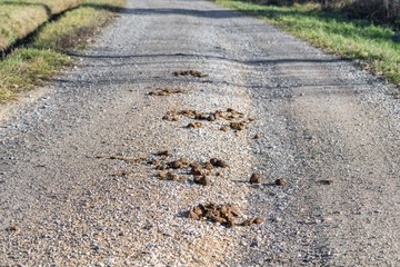 Mit Pferdeäpfel verschmutzte Straße