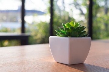 Cactus in a white pot on a wooden table in the morning.