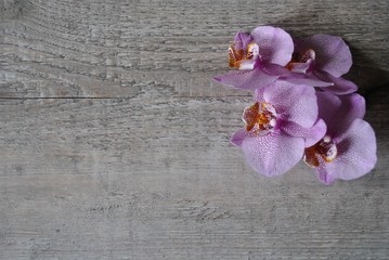 Orchidea na tle rustykalnej deski - obrazy, fototapety, plakaty
