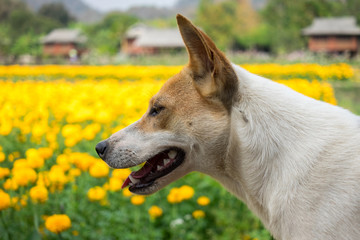 thai brown white dog in yellow flower background