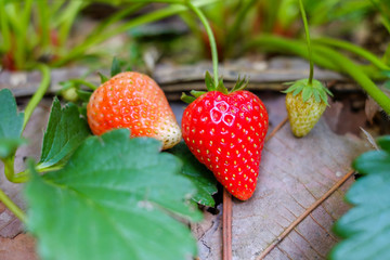 three red ripe strawberry in farm at chaingmai thailand