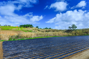 A typical agriculture technology of early spring cultivation of vegetable crops in open soil....