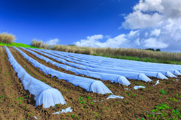 A typical agriculture technology of early spring cultivation of vegetable crops in open soil....