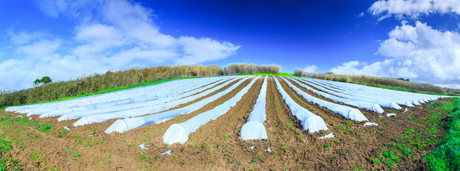 A typical agriculture technology of early spring cultivation of vegetable crops in open soil. Arable wrapped a polyethylene film. Springtime landscape somewhere in Portugal. Farming. Food production.