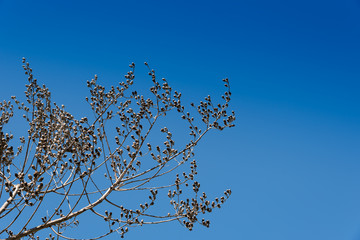 Beautiful dried flowers on tree branches.