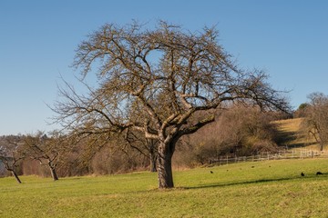Apfelbaum auf einer Wiese ohne Äpfel und Blätter