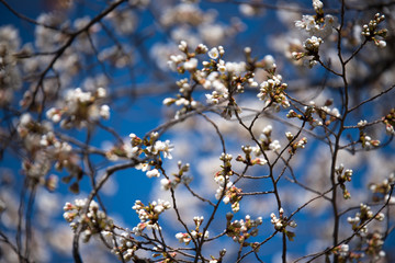 Beautiful Сherry tree (sakura) at the beginning bloom in spring time. Blue sky background.