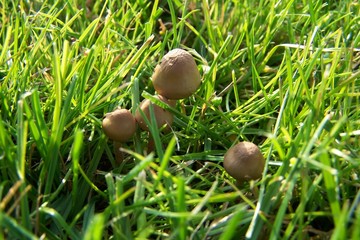 Mushrooms in a lawn