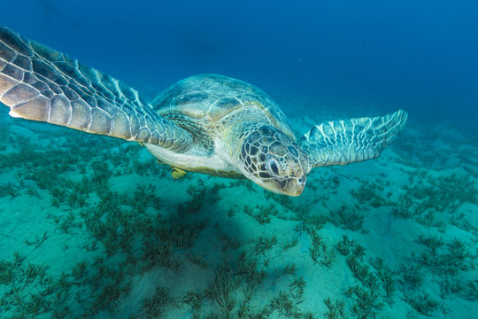 Egypt/East Coast, Marsa Alam
