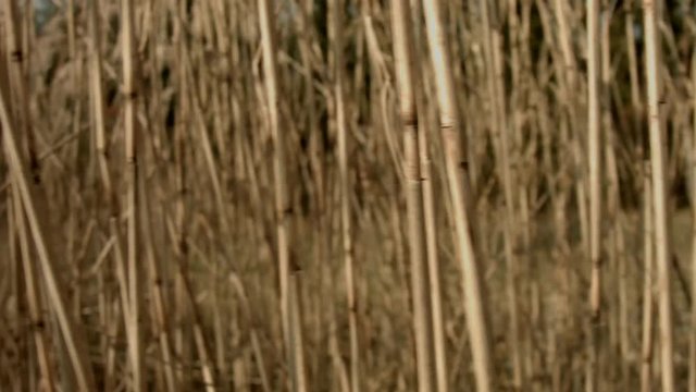 Dried reed on a frozen lake camera panning. FulHD 25fps. Good for opening titles