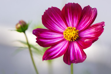 Pink cosmos flower isolated .