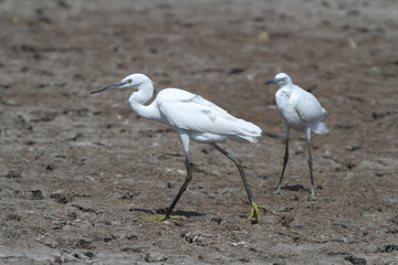 A little white heron walks along the swamp under the supervision of its rival