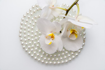Fototapeta na wymiar pearl and white orchid on a white glass 