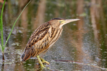 Female little bittern stands on the water close up portrait