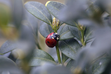 A ladybird sits on the leaves of a bush